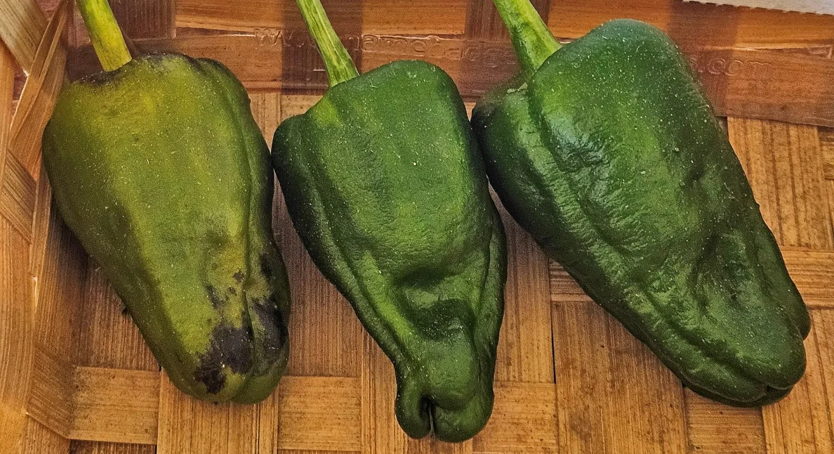 Pimientos de Padrón